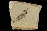 Metasequoia (Dawn Redwood) Fossils - Montana #102339-1